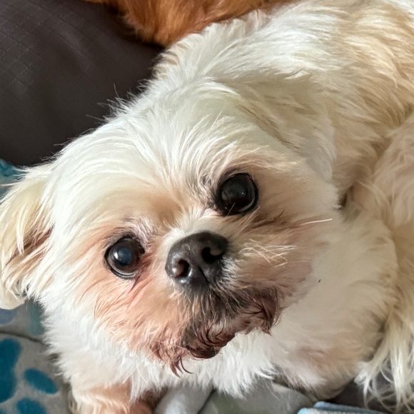 Posh Ambassador💋 Angela 🧜🏻‍♀️ - Picture 6 of 15